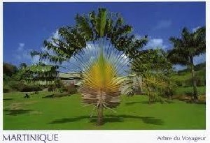 L Arbre Du Voyageur Lebienetre Fr