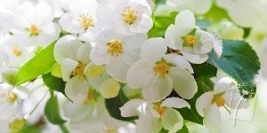 Le pouvoir de guÃ©rison de la nature avec les Fleurs de Bach et les Elixirs floraux