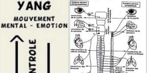 STRESS, SYSTEME AUTONOME, ET ENERGETIQUE CHINOISE.