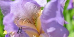 EMOTIONS ET FLEURS : LA FLORITHERAPIE