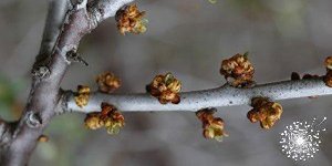 La gemmothérapie au service des oreilles